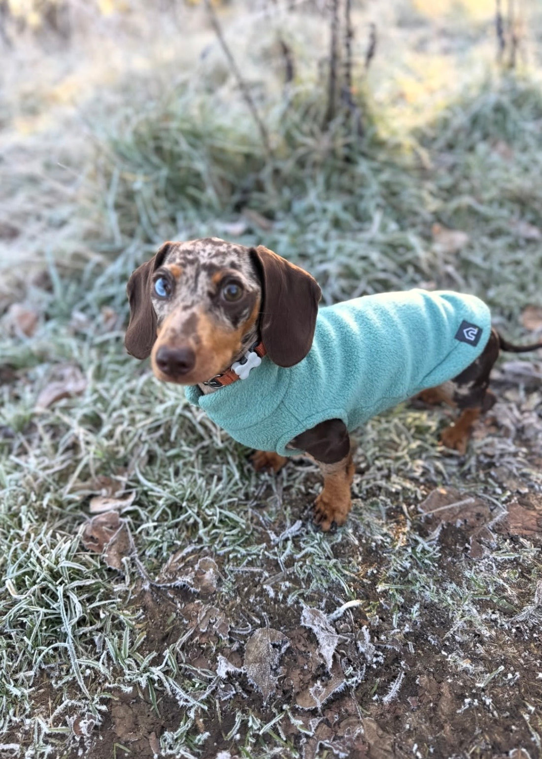 Maude (@maude_the_doghouse_dachshund)