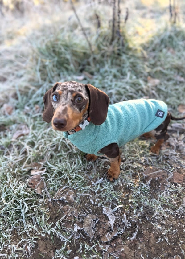 Maude (@maude_the_doghouse_dachshund)