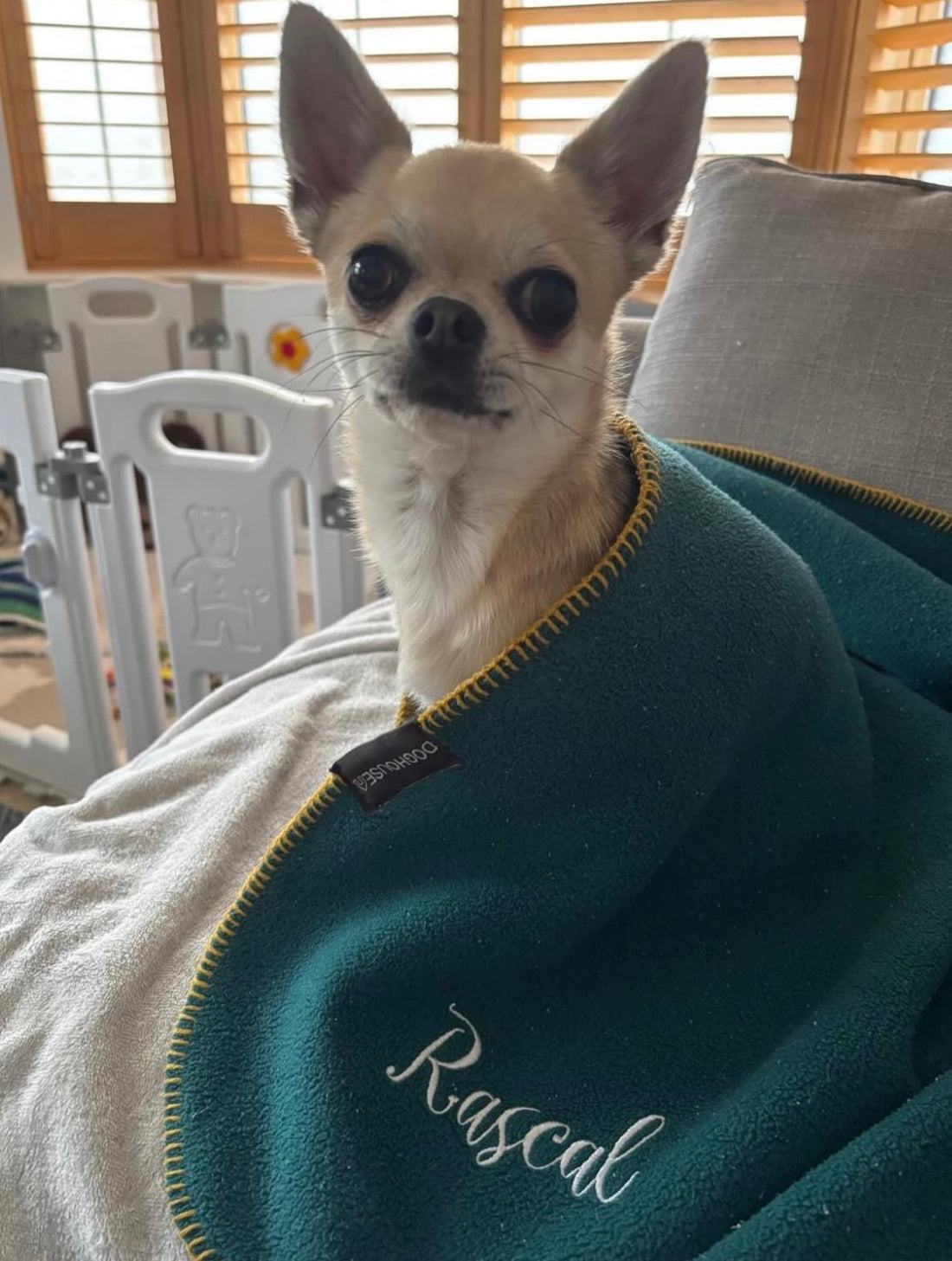 Rascal (@severusthechihuahua)