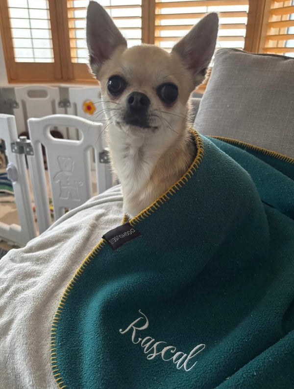 Rascal (@severusthechihuahua)