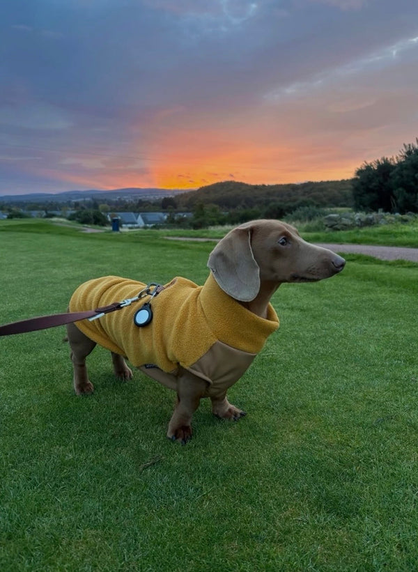 Rocky (@rock.dachshund)