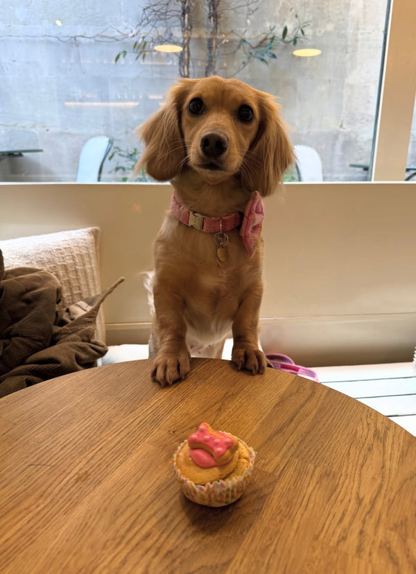 Mabel (@mabel_the_minisausage)