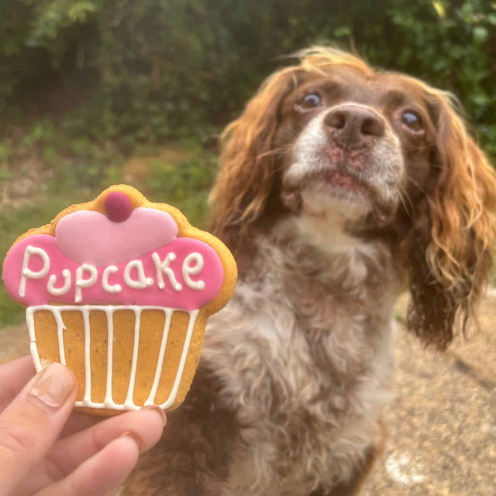 pupcake natural biscuit for dogs