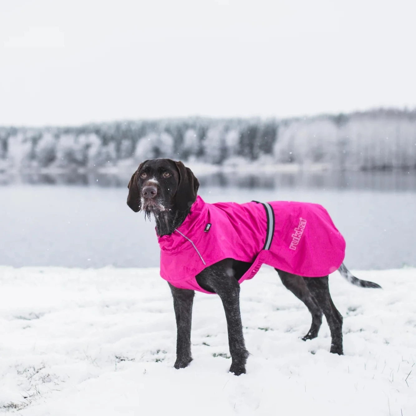 Rukka Hase Rain Jacket for Dogs DOGHOUSE
