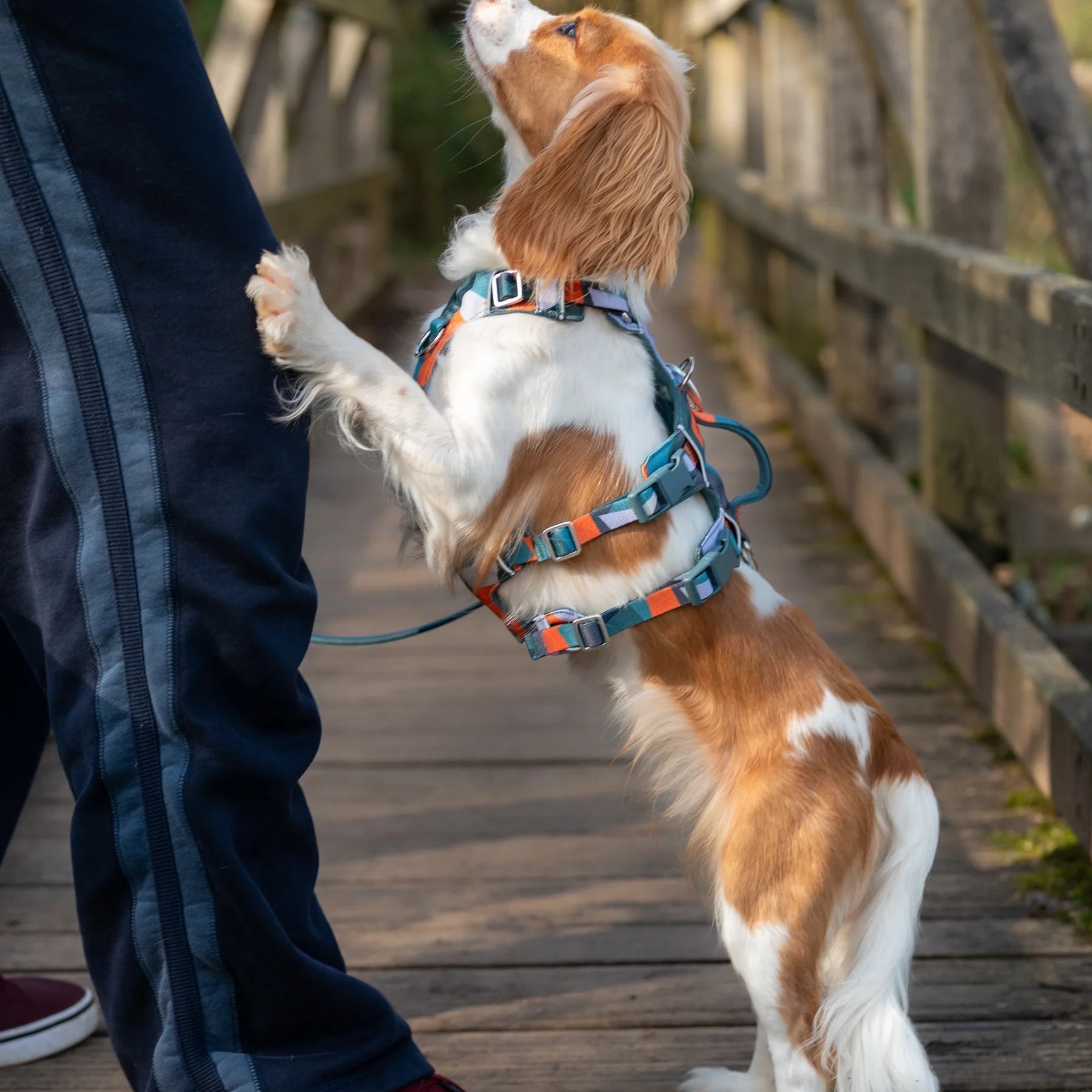 Twiggy Tags Scramble Harness for Dogs – DOGHOUSE