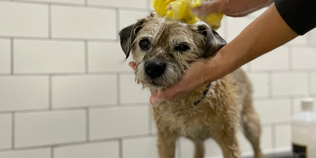 DOGHOUSE AwardWinning Pet Shop with Dog Café & Grooming Salon