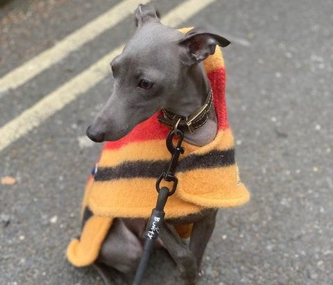 Witney Whippet Rug Coat - DOGHOUSE