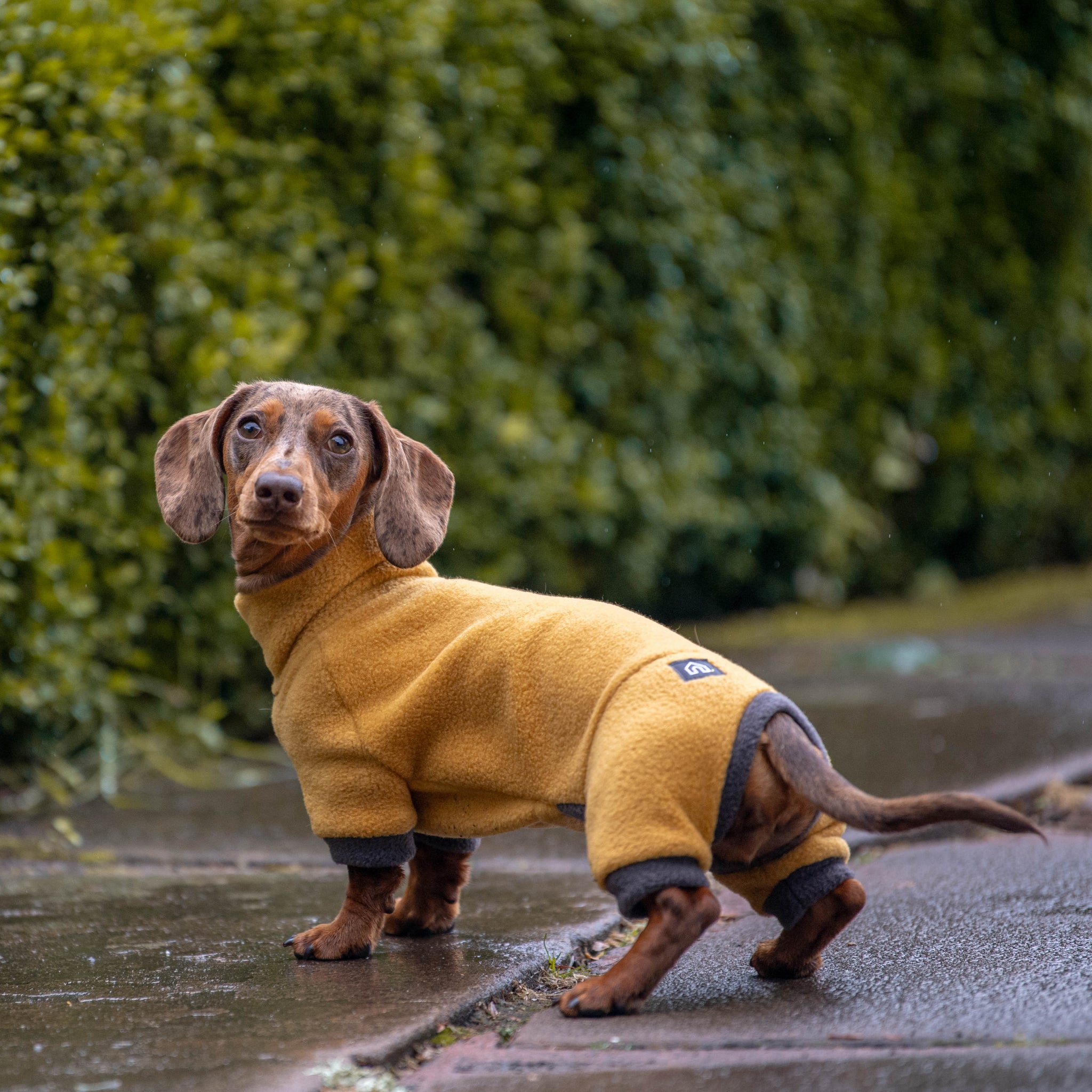 Winter Coat Miniature Dachshund Clothes Australia Dachshund Fleece