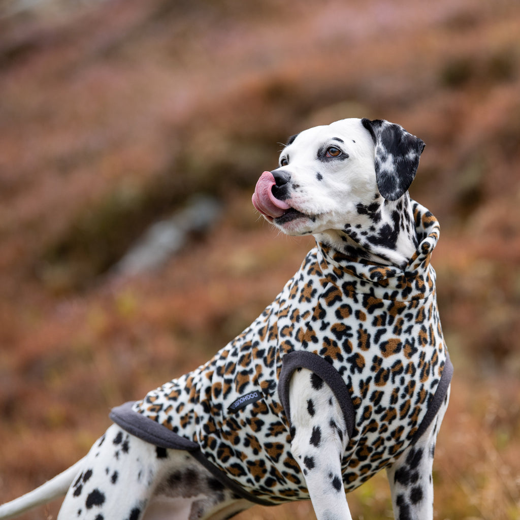 Dalmatian in Leopard Print Dog Jumper