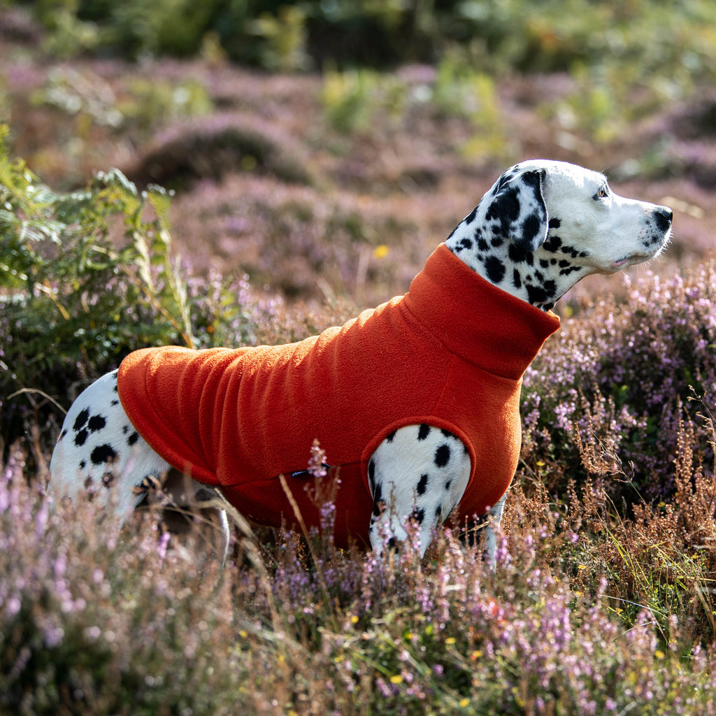Dalmatian Dog Jumper Doghouse