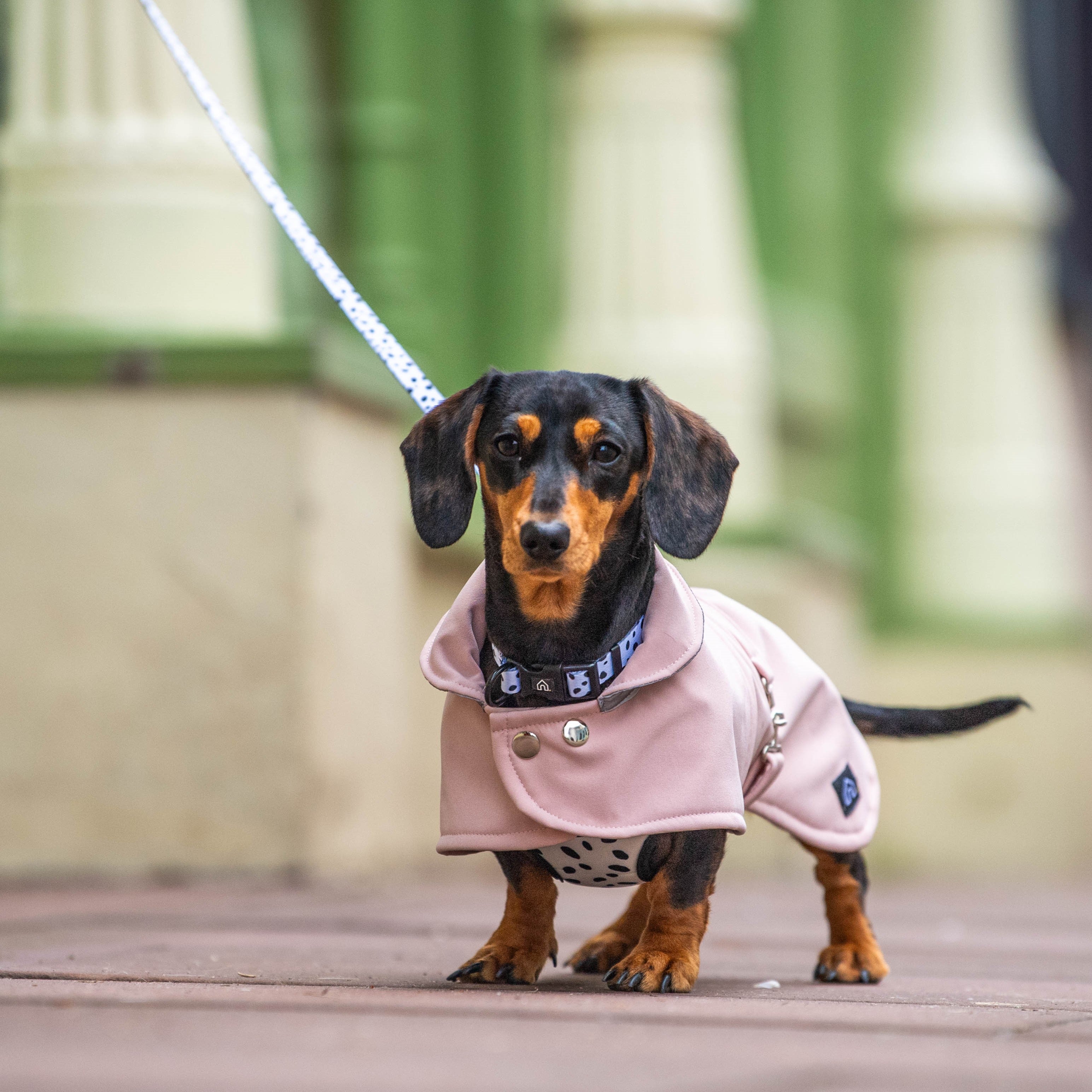 Rain Coat Best Dog Walking Coats Top Best Waterproof Coat For Dog