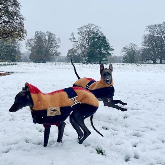 Witney Whippet Rug Coat - DOGHOUSE