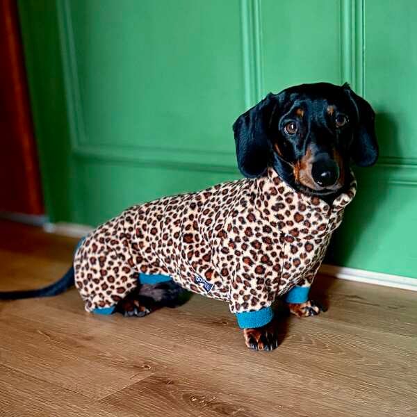 Dachshund Wild Animal Print Fleece Suits with Legs DOGHOUSE