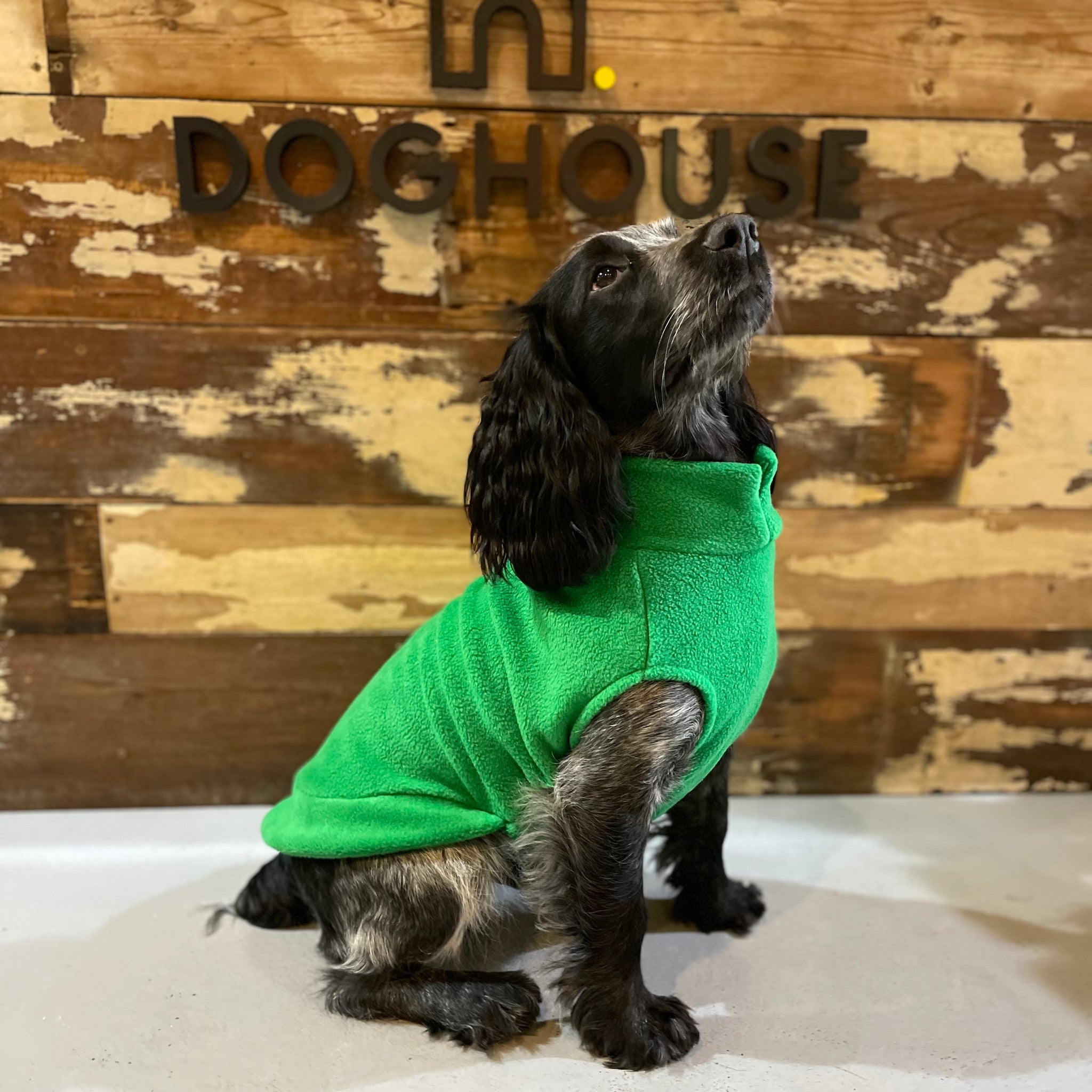 Pointer dog clothing clearance