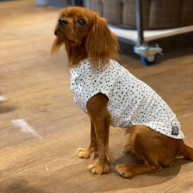 Lightweight summer clothing for dogs