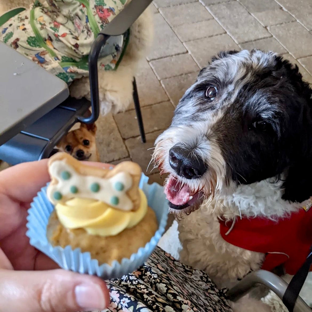 Handmade Cupcakes for Dogs