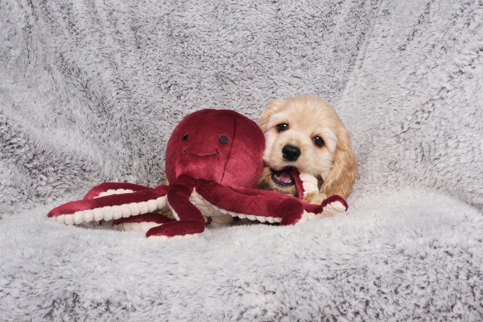 Juguete De Peluche Para Perros Fluff And Tuff - Pulpo Olympia, 11 Pulgadas, Tela Duradera Y Ojos Bordados Seguros