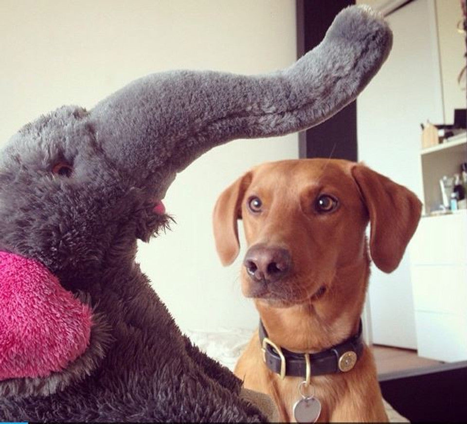 Fluff & Tuff Elephant dog toy