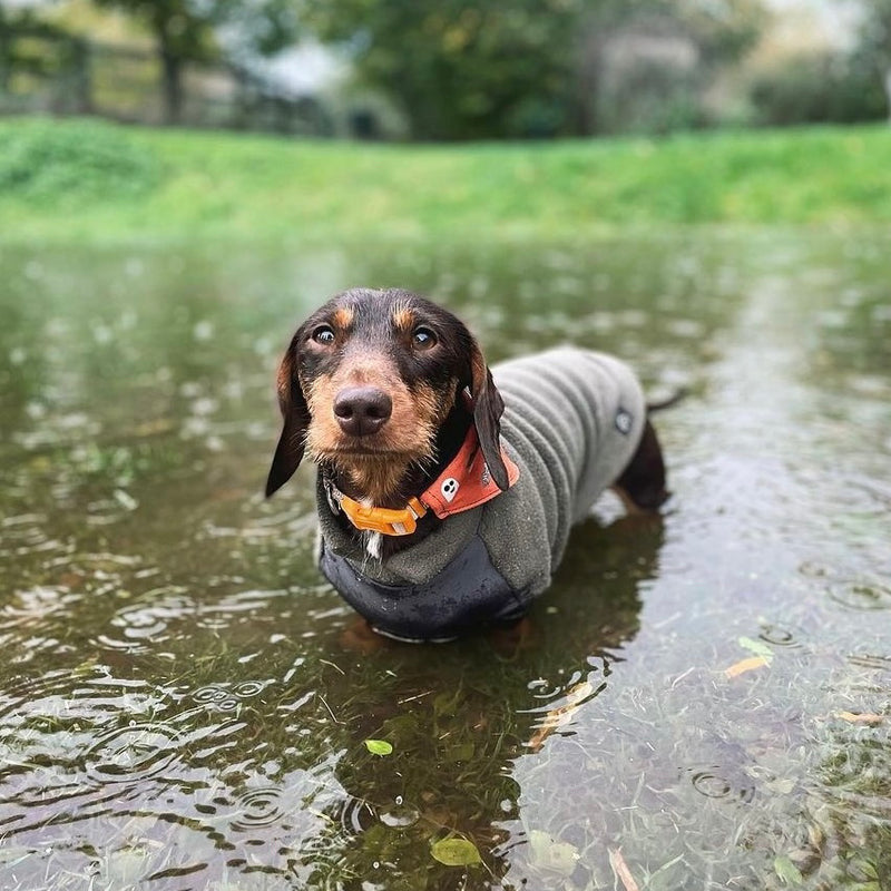 Wet bellies