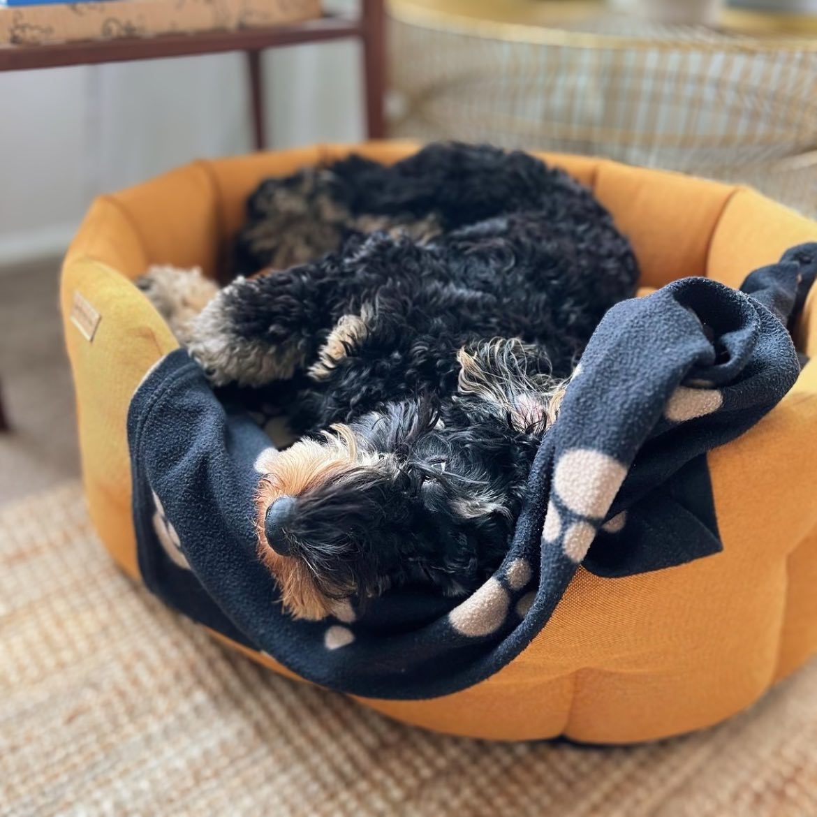 Camden Bed Earthbound Dog Bed Earthbound Dog Bed Shop