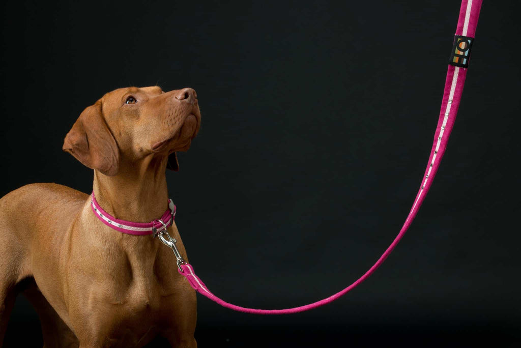 Pink Oscar and Hooch Dog Collar - Doghouse