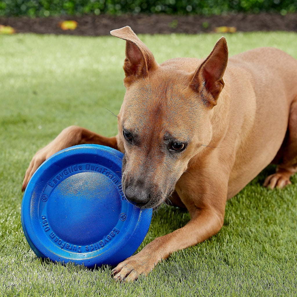 dura foam frisbee for dogs