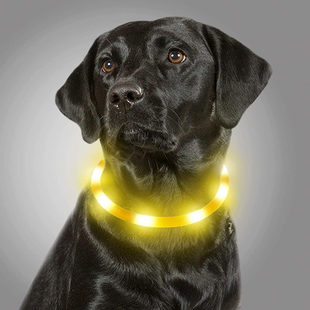 light up dog collar