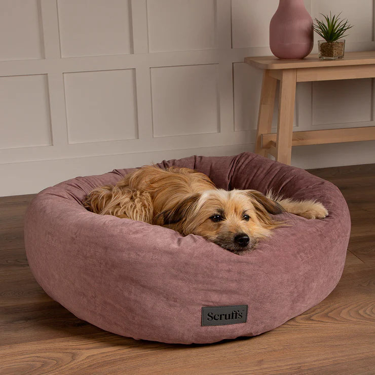 Scruffs dog beds sales uk