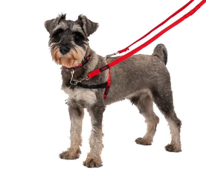 COA Halti Training Dog Lead – DOGHOUSE