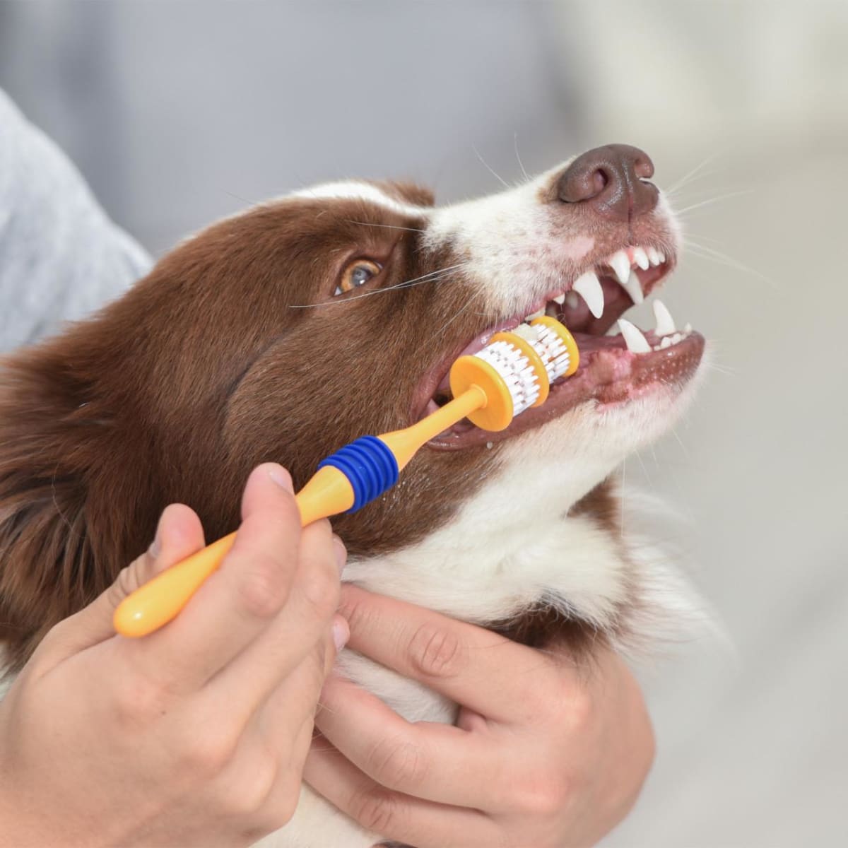 Bristly Dog Dental Brushing Stick Dental Brushing Stick For Dogs Sales