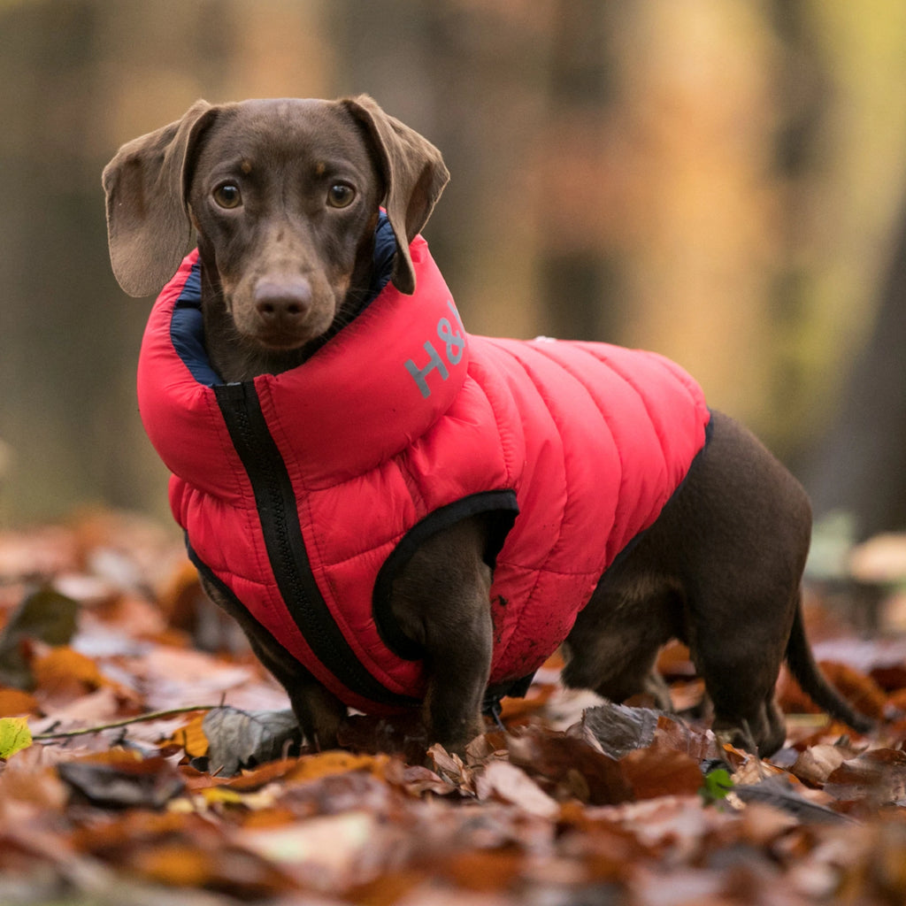 hugo and hudson dachshund puffer coat