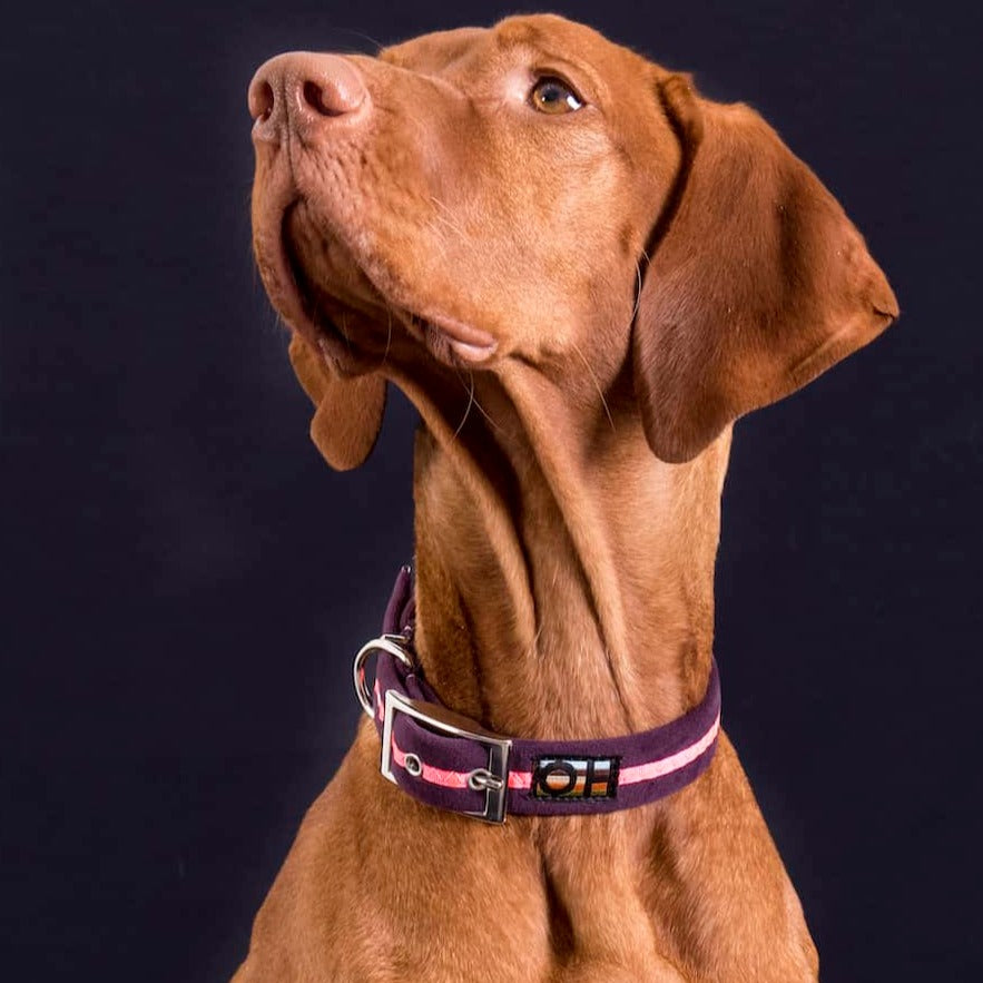 Neon Pink Oscar and Hooch Dog Collar - Doghouse