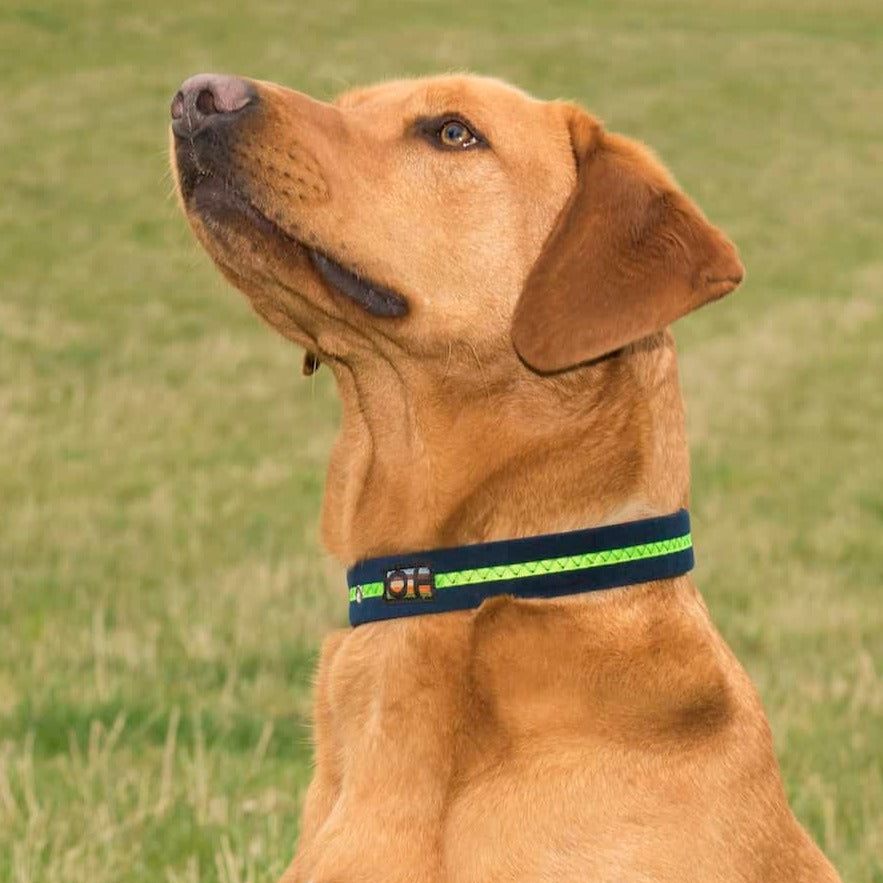 Neon Green Oscar and Hooch Dog Collar - Doghouse