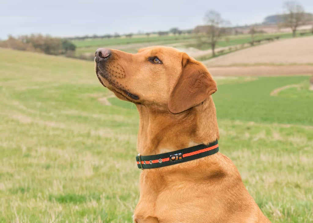Neon Orange Oscar and Hooch Dog Collar - Doghouse