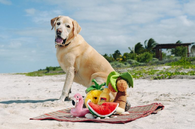 P.L.A.Y. Tropical Paradise- Puppy Palm Dog Toy
