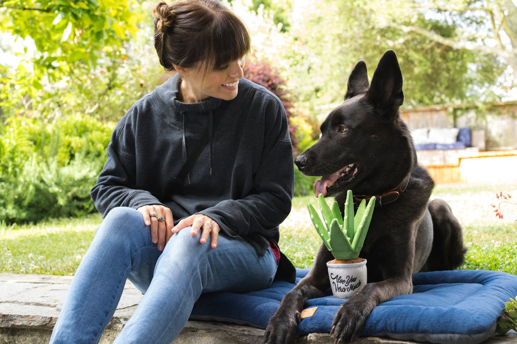 P.L.A.Y. Pet Blooming Buddies - Aloe-ve You Plant