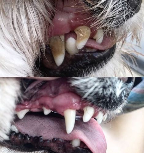 Tartar Removal Plaque Off Dog Before And After Tartar Buildup
