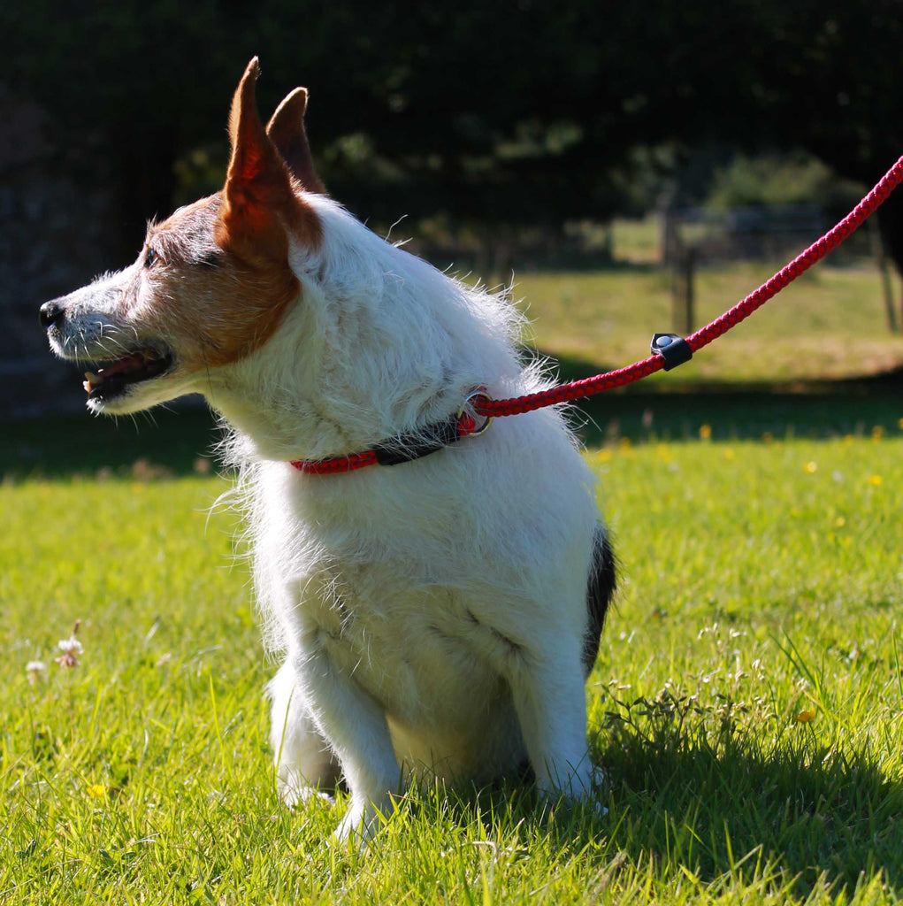Slip Leads for Dogs
