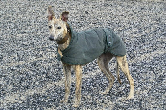 whippet wax jacket - fur lined - friday fox