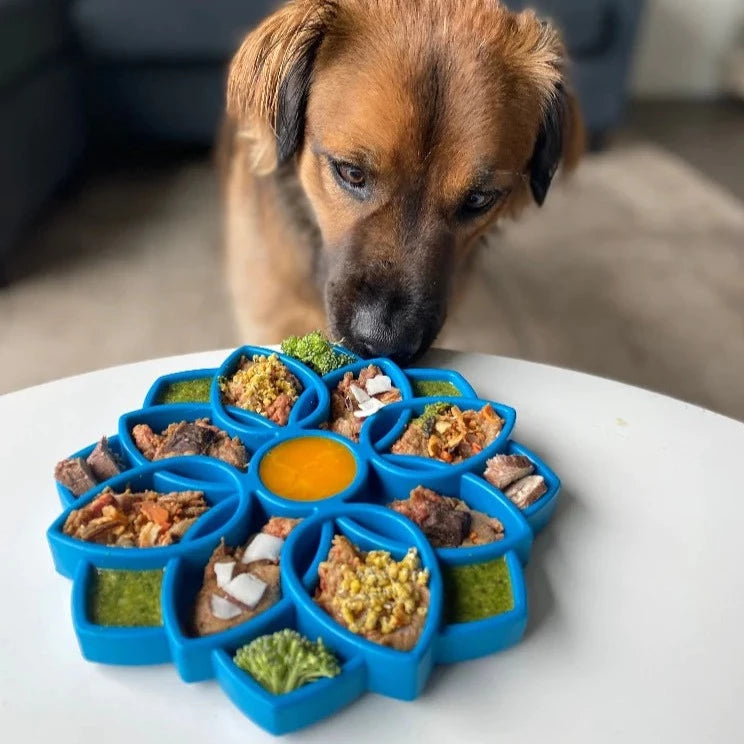 Best dog discount food bowls