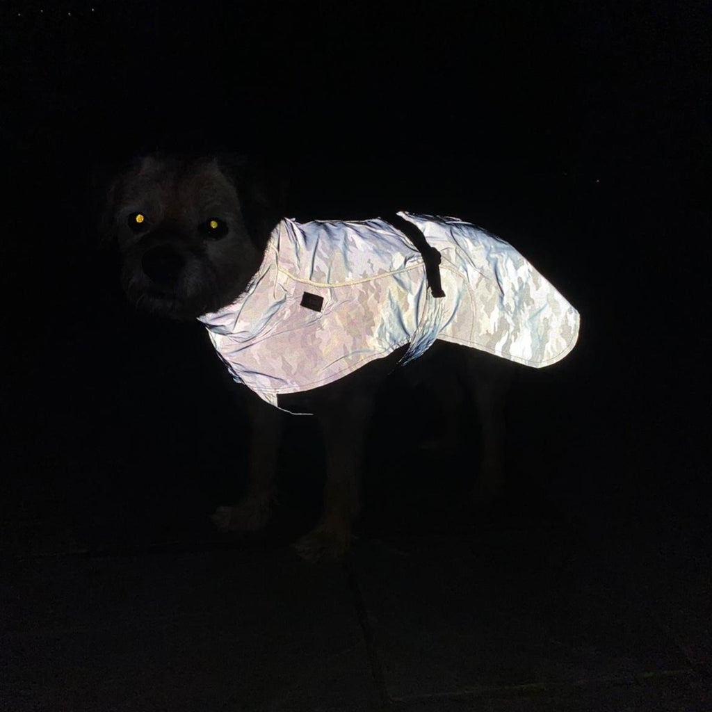 sparky the doghouse terrier wearing a reflective dog coat