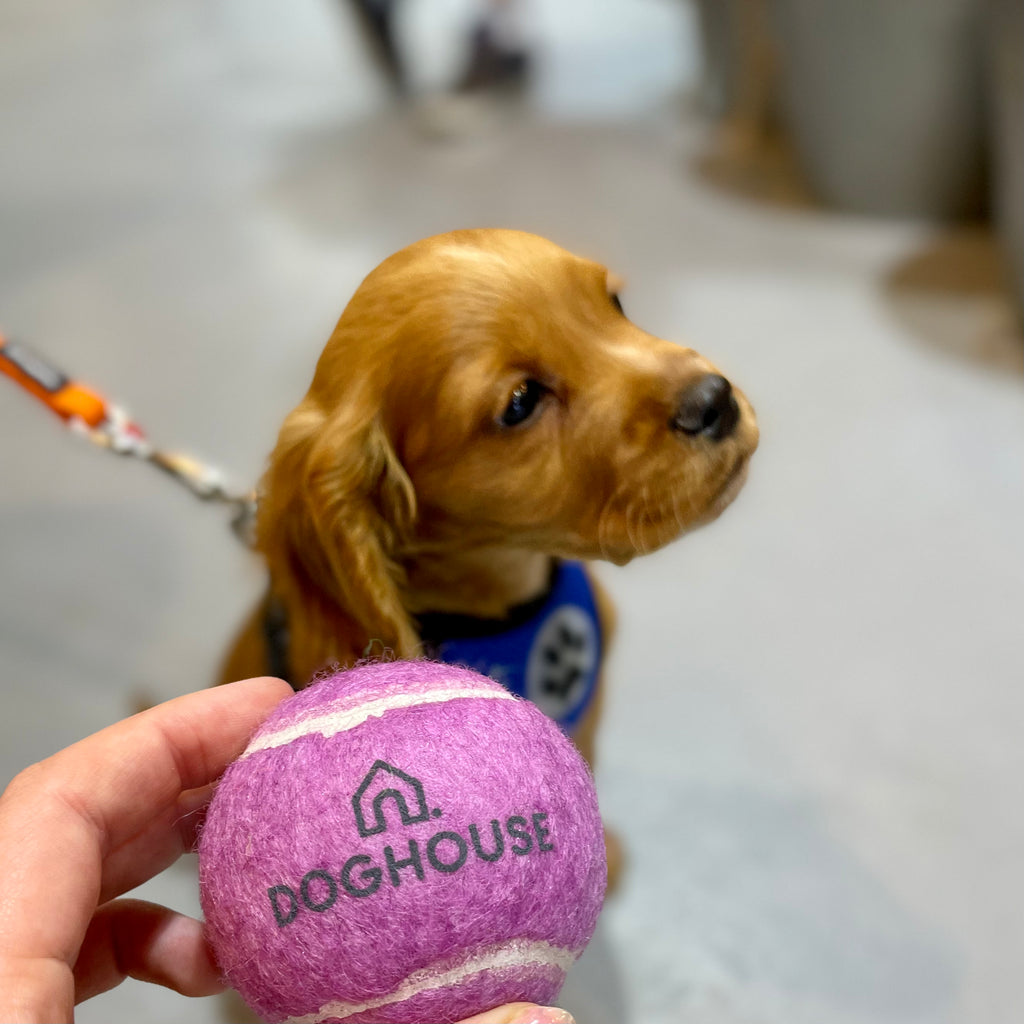 Doghouse Tennis Ball - DOGHOUSE