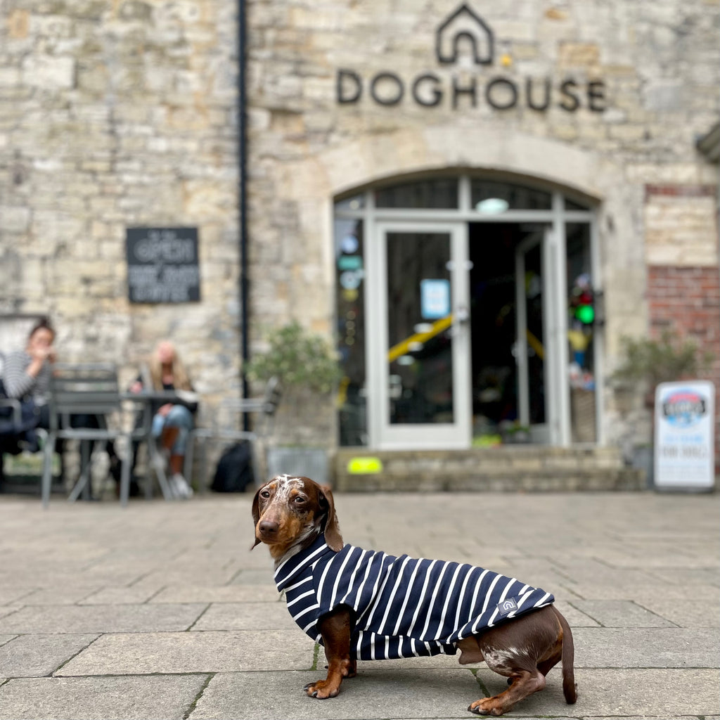 stripy t shirts for dachshunds