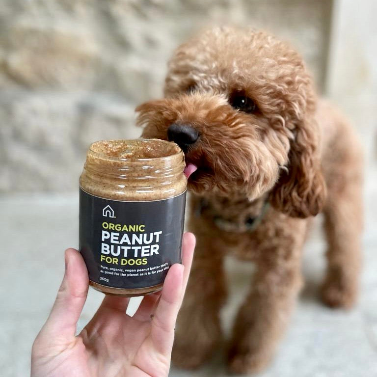 Dog Friendly Is It Safe To Give Your Dog Peanut Butter Best Peanut