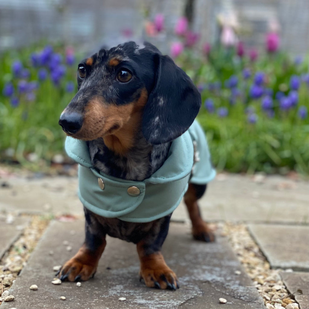 Miniature dachshund raincoat 2024 uk