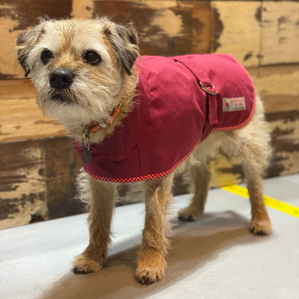 Wax Jacket for Dogs - Doghouse