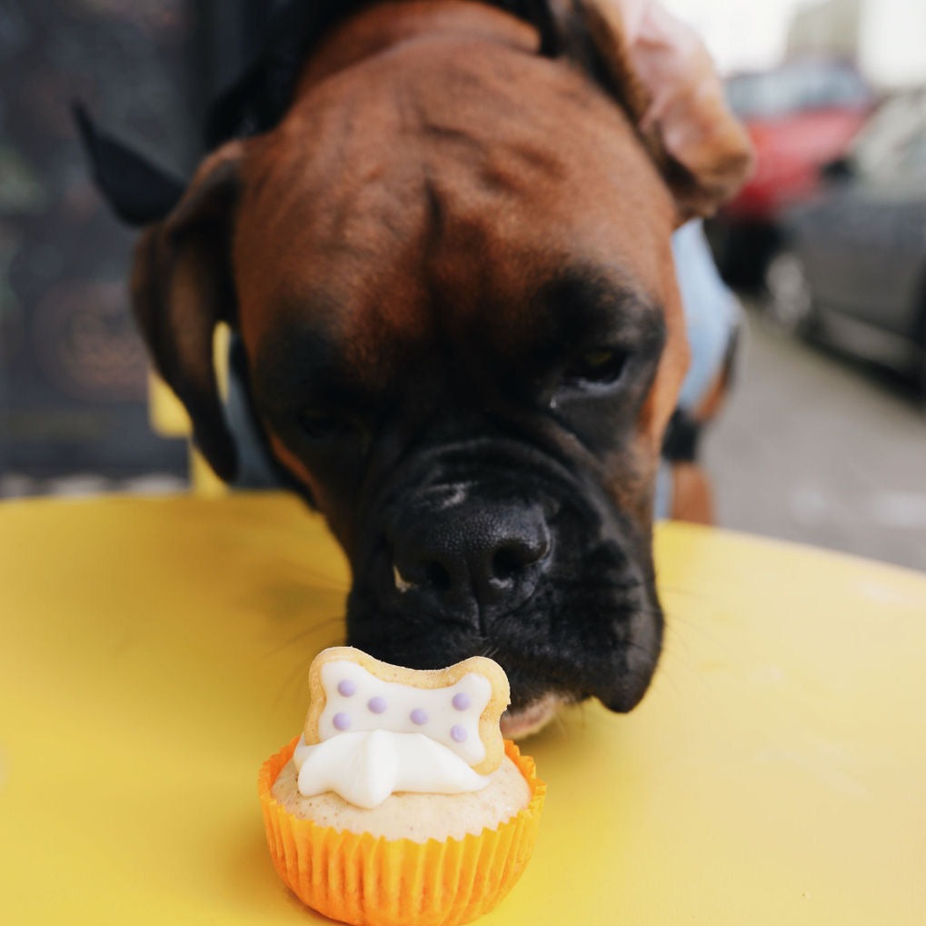 Handmade Cupcakes for Dogs