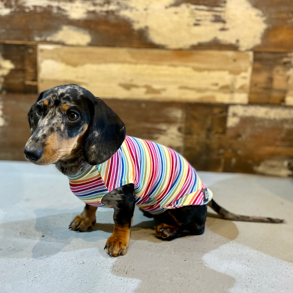 rainbow pride dog clothing