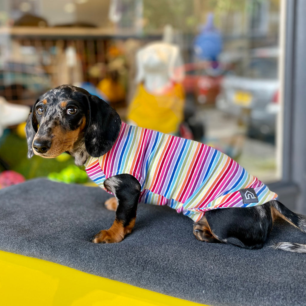 rainbow pride dog clothing