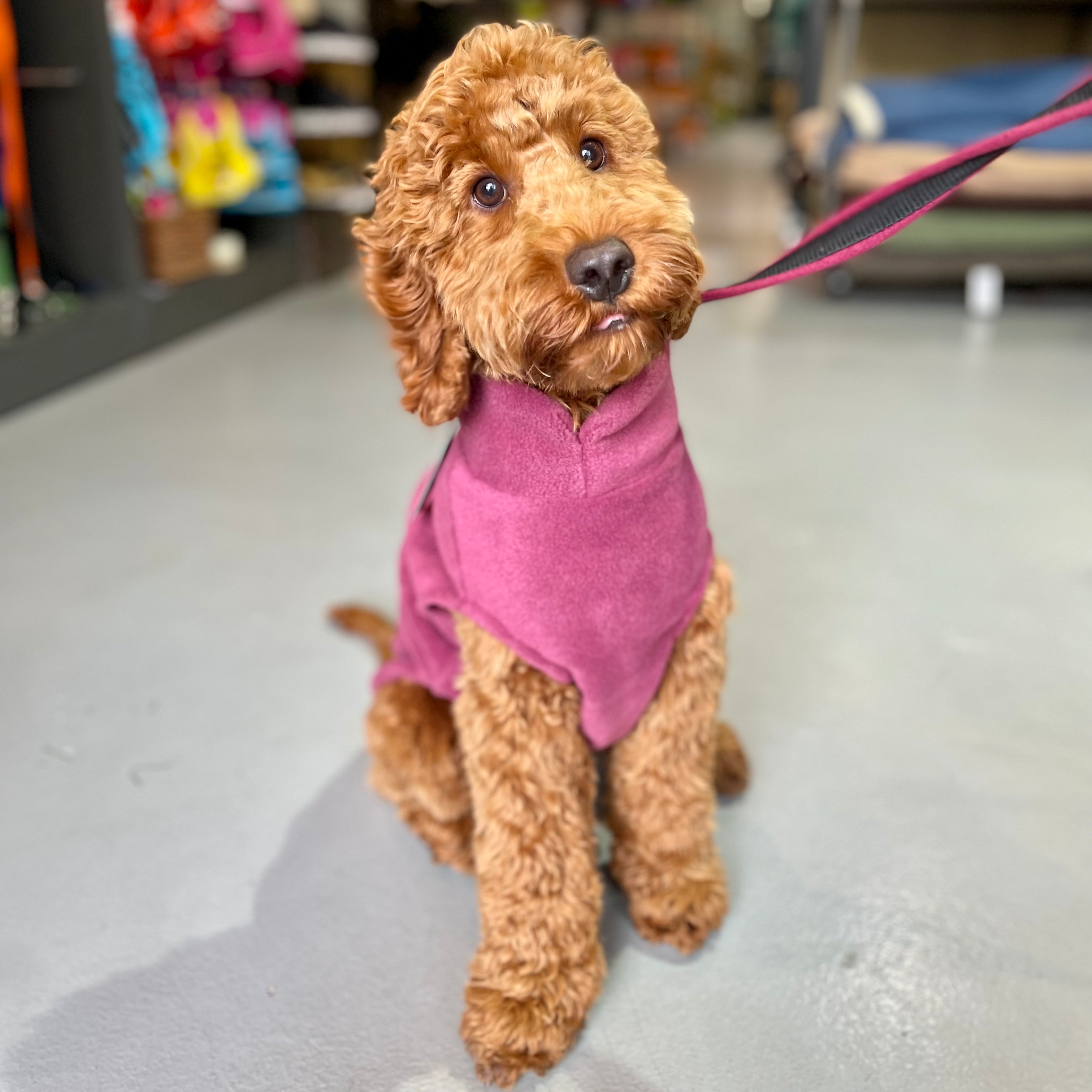 Fleece jumpers for sales dogs